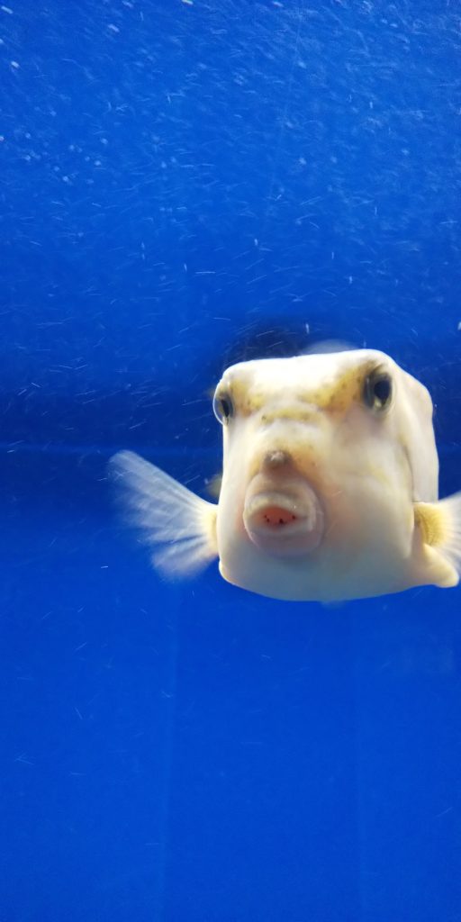 ふぐの泳ぐ画像